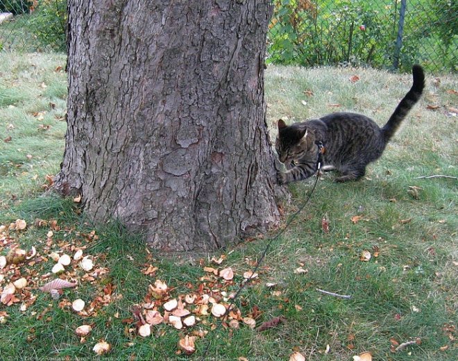 Photo de Chat domestique