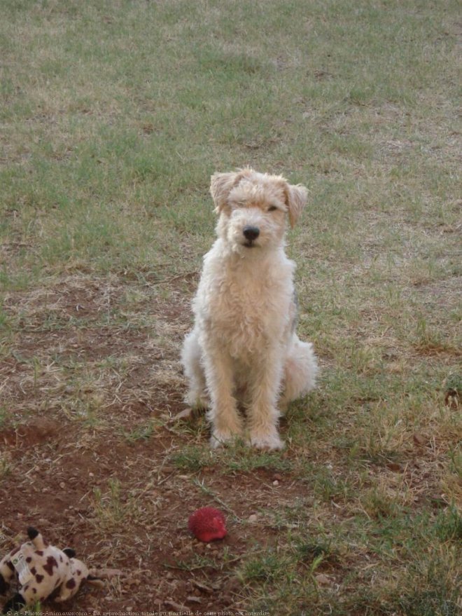 Photo de Fox terrier  poil dur