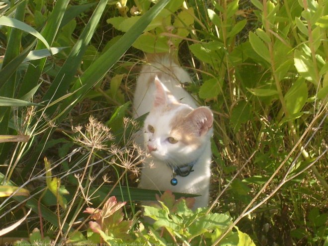 Photo de Chat domestique