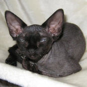 Photo de Devon rex