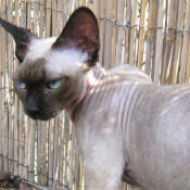 Photo de Devon rex