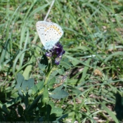 Photo de Papillon