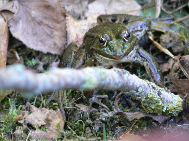 Photo de Grenouille