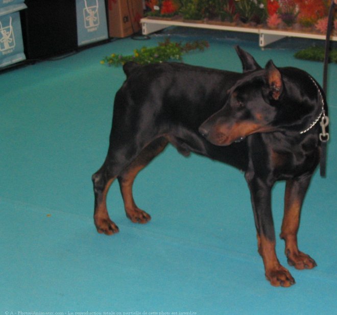 Photo de Dobermann