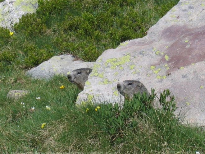 Photo de Marmotte