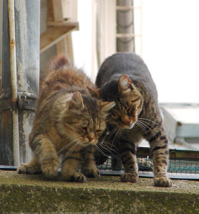 Photo de Chat domestique