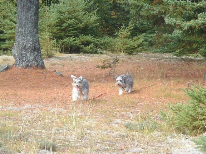 Photo de Schnauzer nain