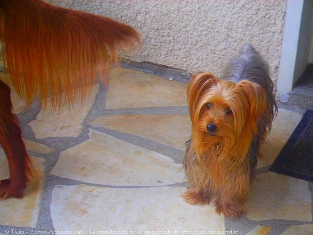 Photo de Yorkshire terrier