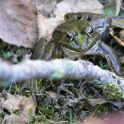 Photo de Grenouille