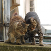 Photo de Chat domestique