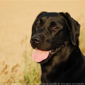 Photo de Labrador retriever