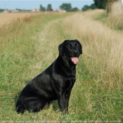 Photo de Labrador retriever