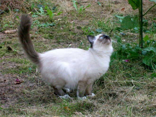 Photo de Sacr de birmanie