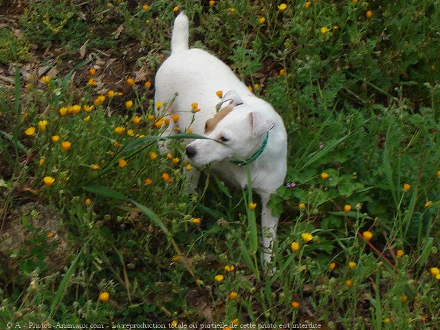 Photo de Jack russell terrier