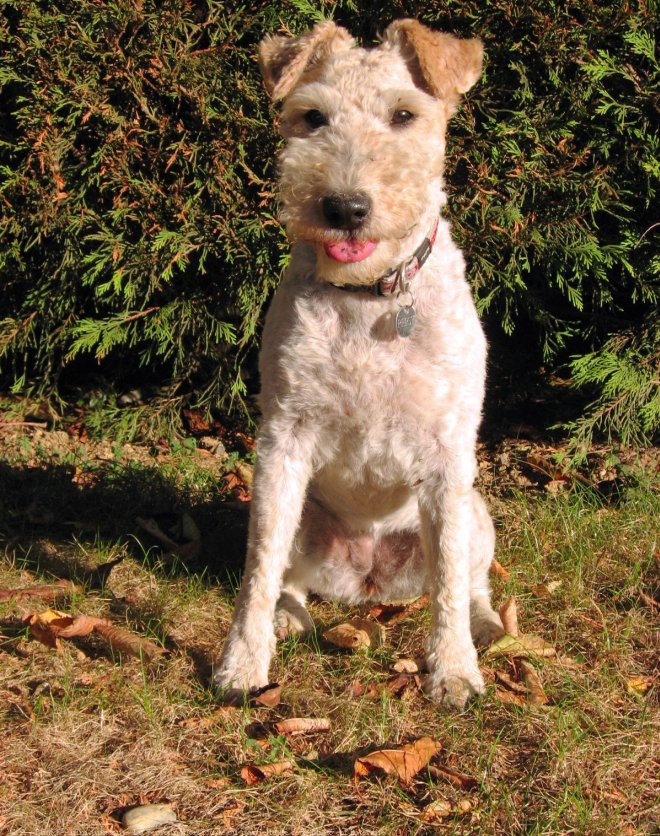 Photo de Fox terrier  poil dur