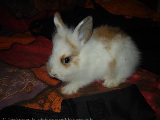 Photo de Lapin