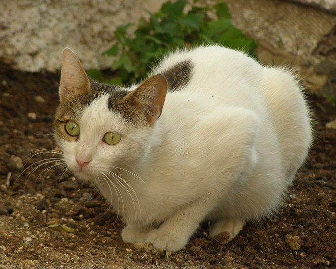 Photo de Chat domestique