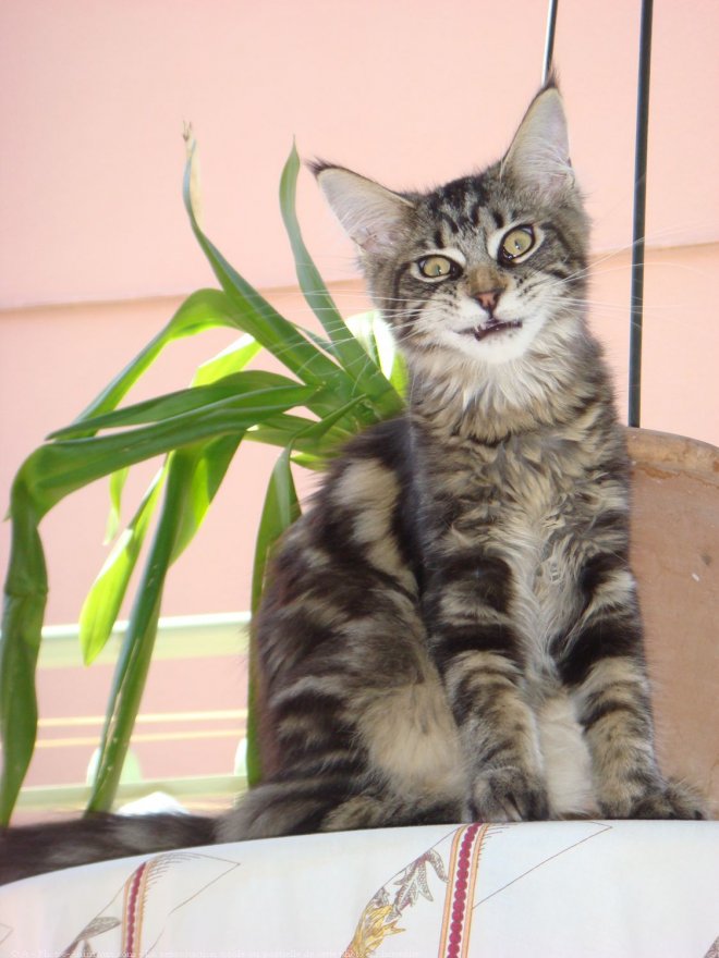 Photo de Maine coon