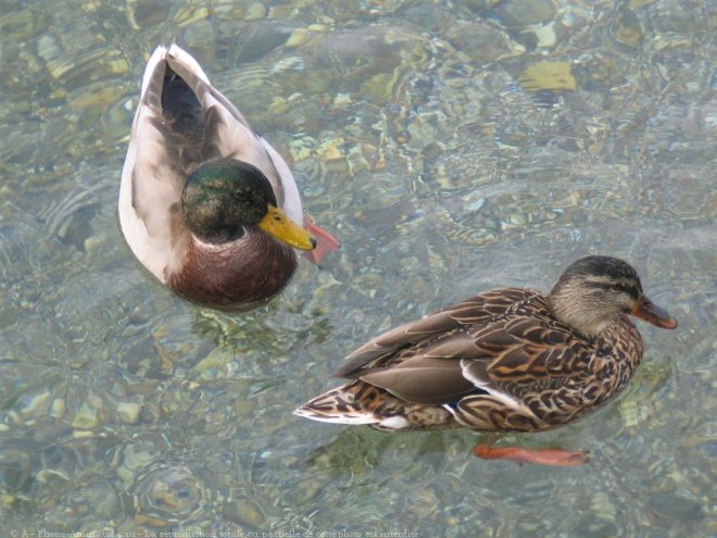 Photo de Canard