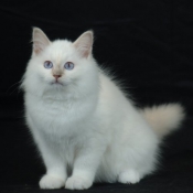 Photo de Sacr de birmanie