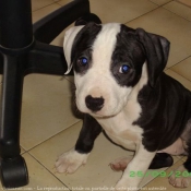 Photo d'American staffordshire terrier