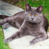 Photo de Chartreux