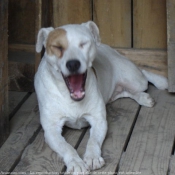 Photo de Jack russell terrier