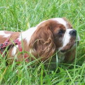 Photo de Cavalier king charles spaniel