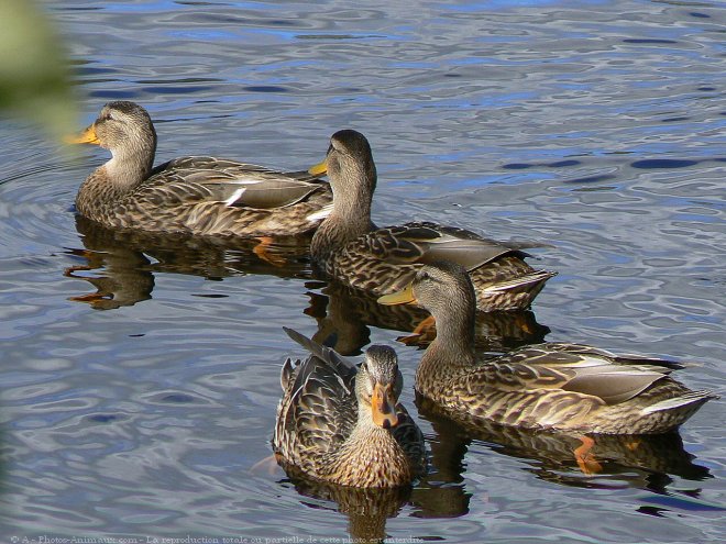 Photo de Canard