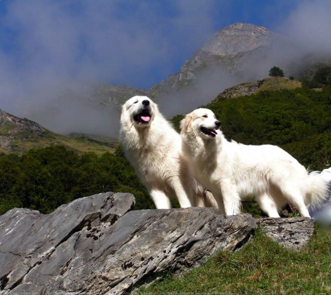 Photo de Chien de montagne des pyrnes