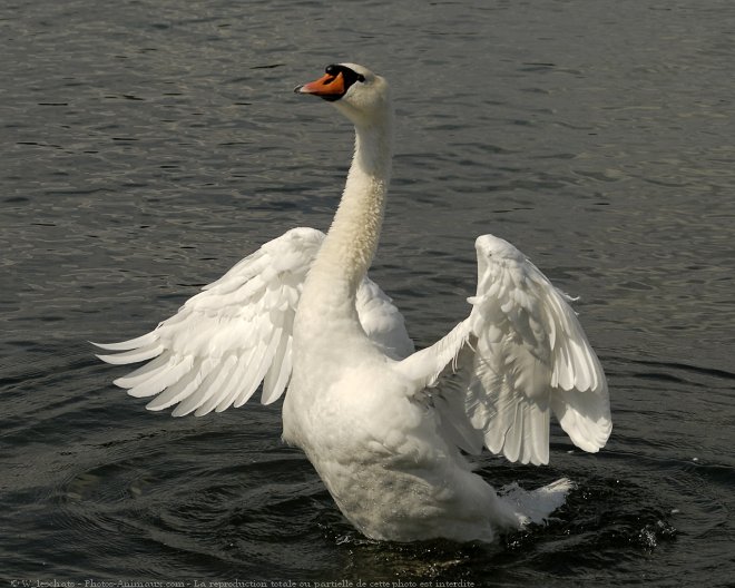 Photo de Cygne