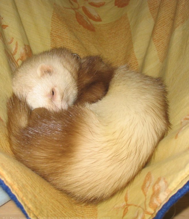 Photo de Furet