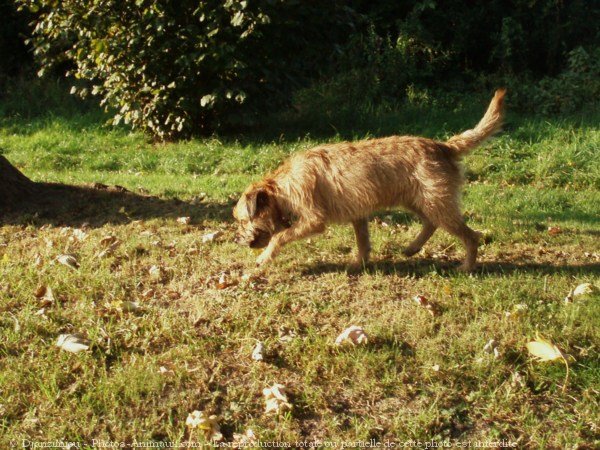 Photo de Border terrier