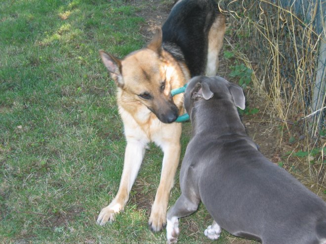 Photo de Races diffrentes