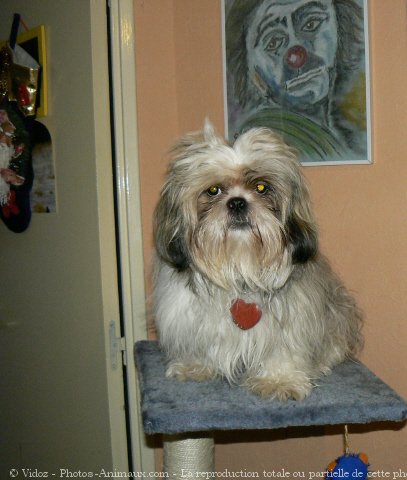 Photo de Shih tzu