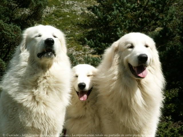 Photo de Chien de montagne des pyrnes