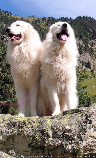 Photo de Chien de montagne des pyrnes