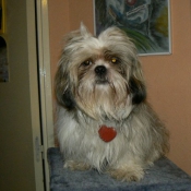 Photo de Shih tzu