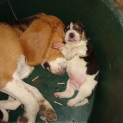 Photo de Beagle