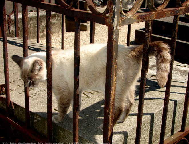 Photo de Chat domestique