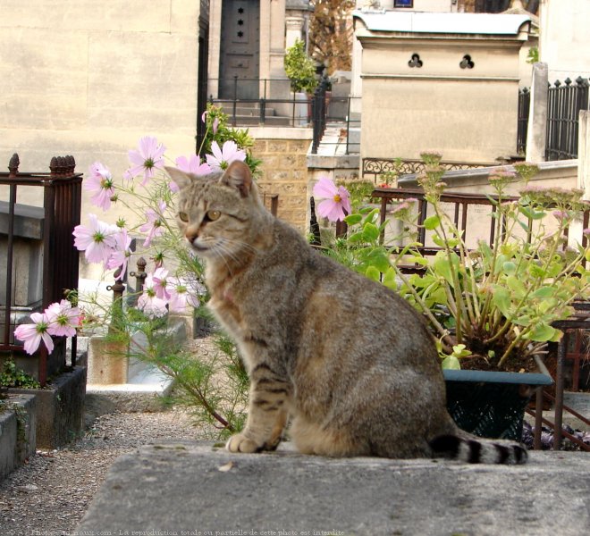 Photo de Chat domestique