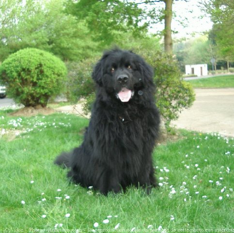 Photo de Chien de terre-neuve