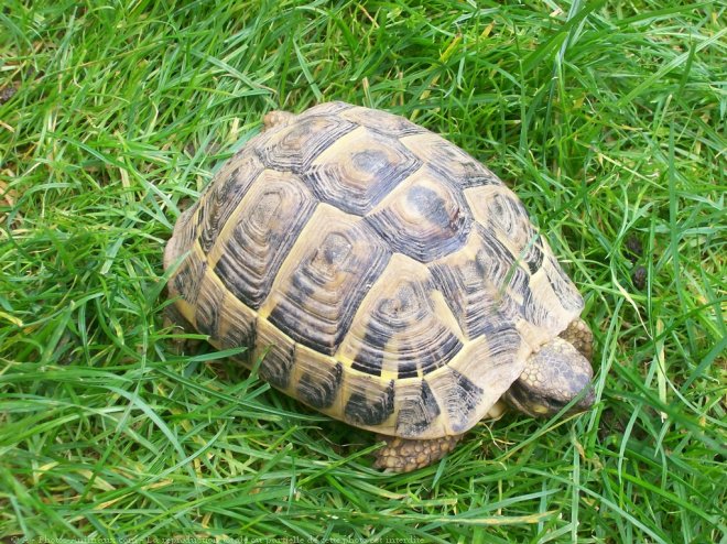 Photo de Tortue