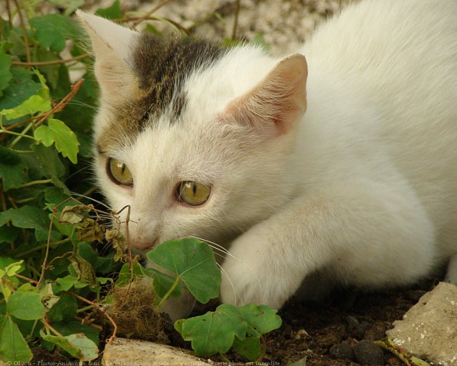 Photo de Chat domestique