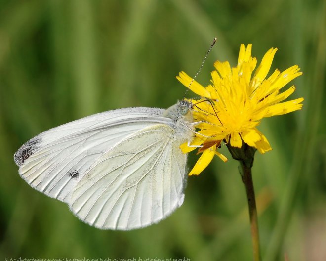 Photo de Papillon - piride