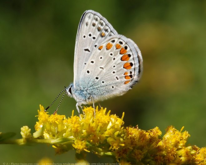 Photo de Papillon - le bel argus