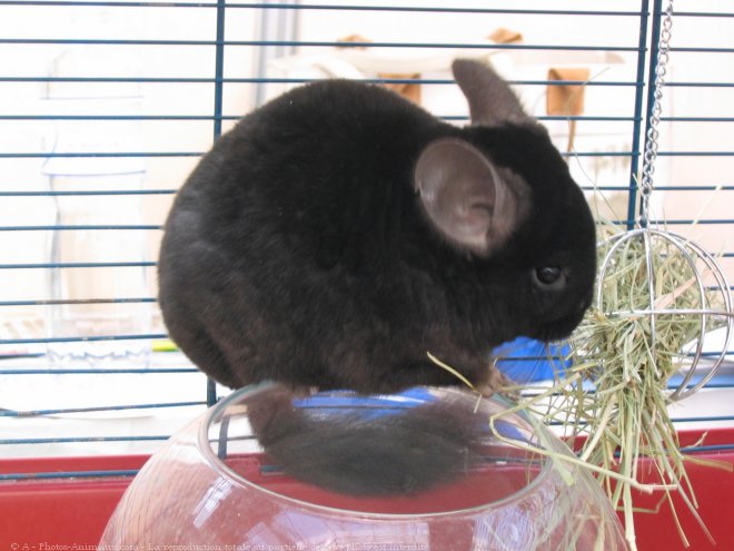 Photo de Chinchilla