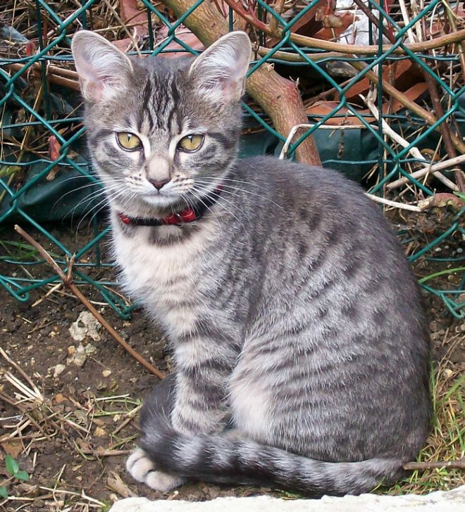 Photo de Chat domestique