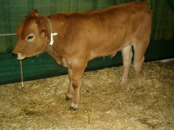 Photo de Vache