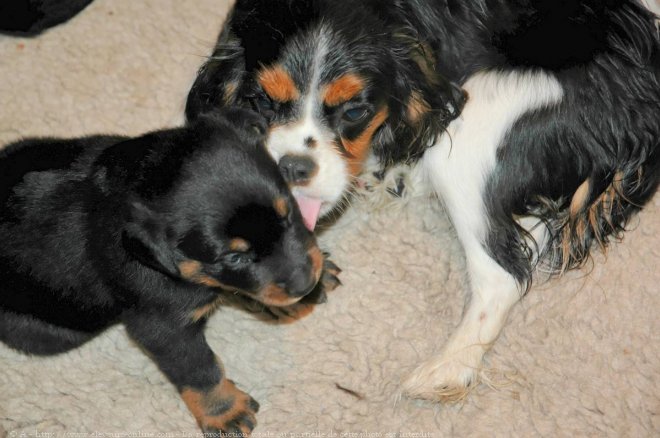 Photo de Cavalier king charles spaniel